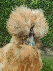 Silkie