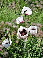 White ornamental poppies in a meadow.