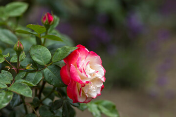 roses in a garden - close up - soft focus
