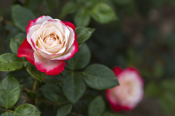 Fototapeta premium roses in a garden - close up - soft focus