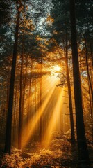 Obraz premium Sunlit Pines in Golden Glow, warm sunlight filters through towering pine trees, creating a serene and enchanting forest atmosphere