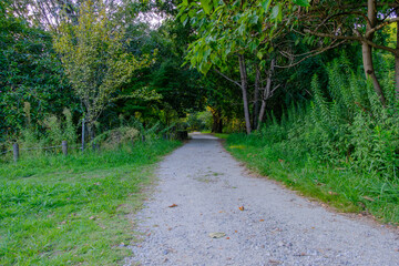 Fototapeta premium Peaceful Gravel Pathway through Greenery