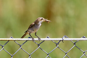 Wildlife-birds. The red-backed Shrike (Lanius collurio) bird belongs to the laniidae family. Shrub open fields and hedges on the edges of these fields are their habitats. They usually feed on insects.