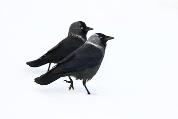 Image of small jackdaw, the smallest species of crow.