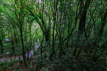 Obraz premium panoramic background of high mountain scenery, overlooking the atmosphere of the sea, trees and wind blowing in a cool blur, spontaneous beauty
