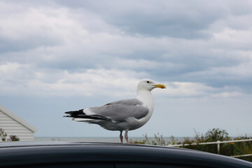 Seagull standing on car with blue grey sky background
