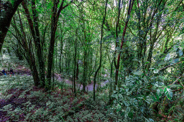 Obraz premium panoramic background of high mountain scenery, overlooking the atmosphere of the sea, trees and wind blowing in a cool blur, spontaneous beauty