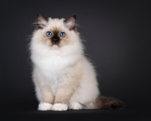 Seal mitted Ragdoll cat kitten, sitting up facing front. Looking straight to lens with breed...