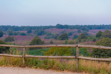 Nature landscape, The flowering Calluna vulgaris (heide, ling, or simply heather) on slope, Purple...