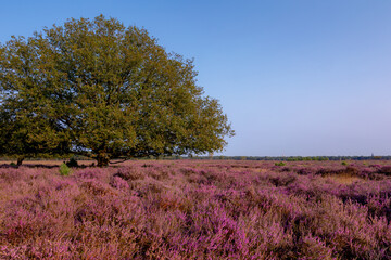 Nature landscape, Purple flowers with trees, Flowering Calluna vulgaris (Heide, Heather or Ling) The sole species in the genus Calluna in the family of Ericaceae, Bussumerheide, Hilversum, Netherlands