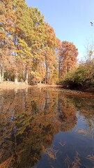 Yellowed trees on the bank of the pond