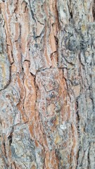 Obraz premium bark of a tree