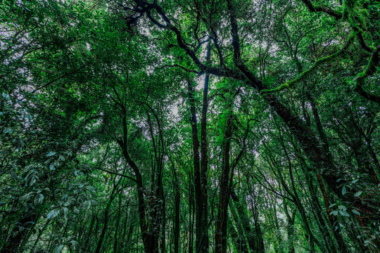 Wind Blowing Trees Images – Browse 63,306 Stock Photos, Vectors, and ...