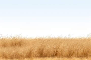 Savannah grass field grassland outdoors savanna.