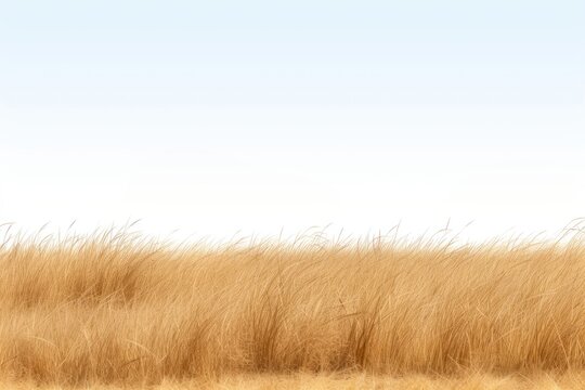 Savannah grass field grassland outdoors savanna.