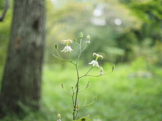 ヤマホトトギス