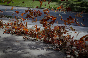 autumn leaves blowing in the air by the driveway with grass in the background