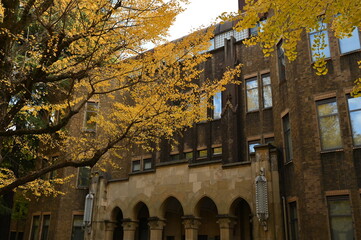 東京大学本郷キャンパスの洋館と銀杏の紅葉風景