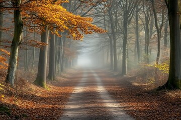 Misty autumn path through a tranquil forest.