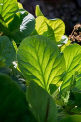 Obraz premium closeup of flora and fauna