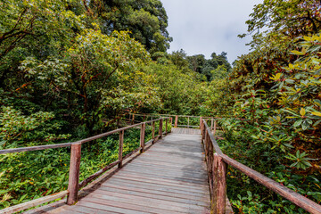Fototapeta premium Close-up natural background of the forest atmosphere on top of Doi Inthanon in Chiang Mai, which is the highest and coldest area in Thailand. Tourists always like to come to see nature.