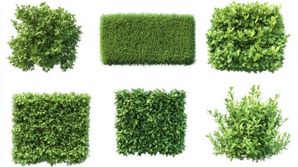 Collection of trimmed green garden bushes isolated backdrop