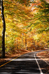 A road through the woods in autumn 