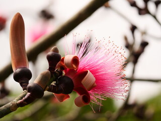 Nature Wonder - Pink Flower