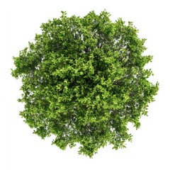 Obraz premium Lush green tree top view