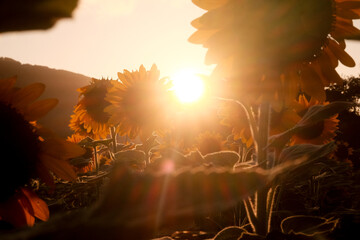 夕日と向日葵