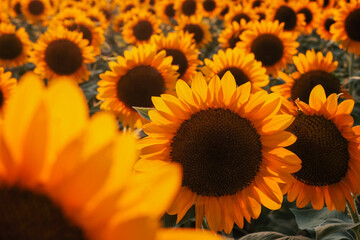 夕日に照らされるひまわり