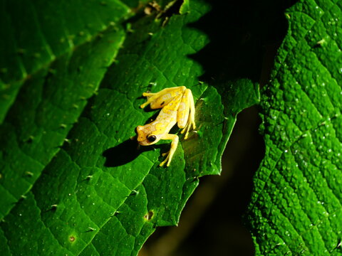 Little yellow frog, in the spotlight on a leaf