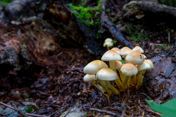 Hypholoma fasciculare, commonly known as the sulphur tuft or clustered woodlover, is a common woodland mushroom