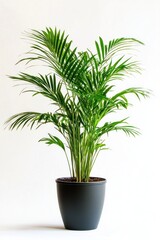 Fototapeta premium Plant in home arecaceae tree leaf.