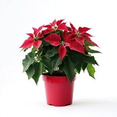 Poinsettia plant pot poinsettia flower.