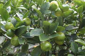 きんかん、おいしい、ビタミン、健康、かんきつ類、豊作、フルーツ、緑、熟す、甘い、栄養価、