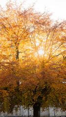 autumn tree
