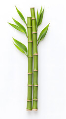 Fototapeta premium Bamboo green sticks with leaves isolated on transparent background
