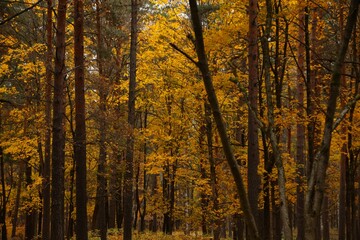 Fototapeta premium autumn, fall, tree, forest, nature, trees, leaves, landscape, yellow, season