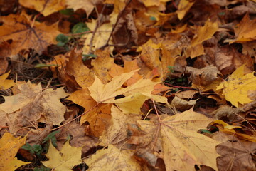 autumn, fall, tree, forest, nature, trees, leaves, landscape, yellow, season