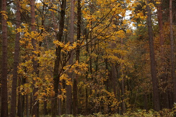 autumn, fall, tree, forest, nature, trees, leaves, landscape, yellow, season,