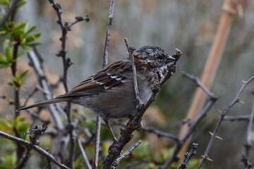 sparrow on a branch