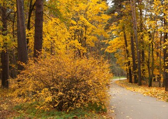 Fototapeta premium autumn in the park, autumn, fall, tree, forest, nature, trees, leaves, landscape, yellow, season,