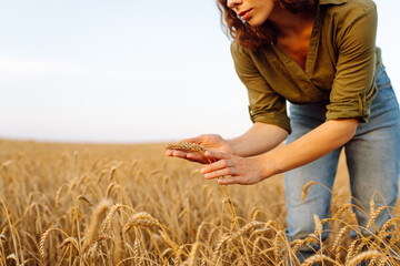Wheat quality check. Woman Farmer with ears of wheat in a wheat field. Rich harvest.