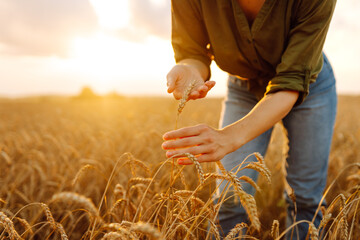 Wheat quality check. Woman Farmer with ears of wheat in a wheat field. Rich harvest.