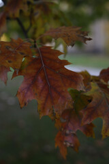 autumn. autumn leaves brown-orange color close-up