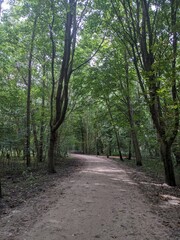 path in the woods