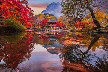Colorful autumn with beautiful maple leaf in sunset at Baekyangsa temple in Naejangsan national park, South Korea.