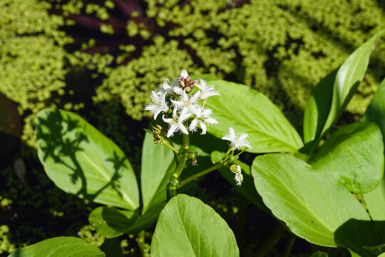Close up leaves and white flowers of bogbean, buckbean (Menyanthes trifoliata). Family Ranunculaceae. In a Dutch pond. Blurred duckweed in the background. Spring