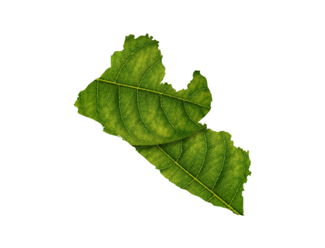 Liberia map made of green leaves on white background ecology concept
